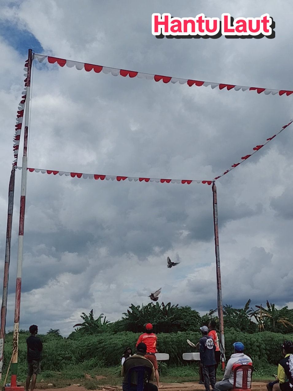 Hantu Laut Coklat Selap#merpatilovers #pmtiindonesia #bogor #merpatikolongmeja 