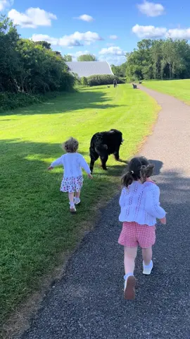 “Are bernese good with children?” 🥺❤️ #dogsoftiktok #fyp #dogtok #bernesemountaindog 