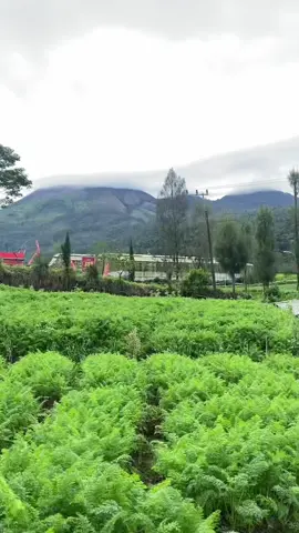 brakseng😻🤏🏻 #wisatabatu #braksengcangar #batumalang #bungahortensia #gunungarjuno #wisatamalang #malangvibes #fyppppppppppppppppppppppp 