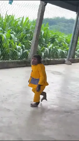 #Monkey #CuteMonkeys #MonkeyLife  #WildlifeWednesday #AnimalLovers  #PrimatesOfTikTok #FunnyMonkeys  #NatureLovers #ZooAdventures  #MonkeyMagic  Monkey bibi latest video #babymonkey #cutebaby #monkey #animal #monkeydluffy #monkeysoftiktok #fypシ゚viral #foryou #unitedkingdom
