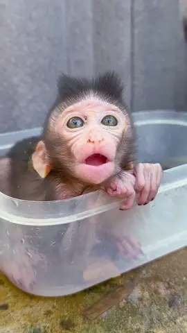 So Cool Dad So Sad ........!  #cute #babymonkey #monkey #funny#reelsvideo #reelsvideos