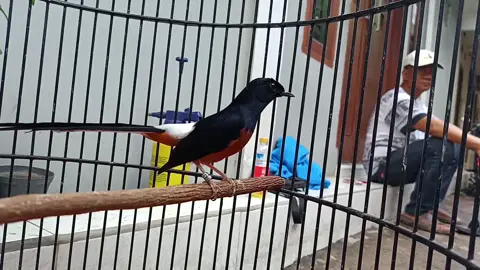 AVAILABLE BOLO ✅ TIPE : MURAI BARU MEDAN UMUR : 3 LARASAN GAYA TARUNG : TEMBAKAN SATSET SAJA BOLO BISA LANGSUNG WAWA/DM  #JJCapCut #muraibatuekorpanjang #perintisbukanpewaris #muraibatumania #jangkauanluas #kicaumania #muraibatuindonesia #kicaumaniaindonesia 