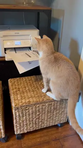 does he know he has free will and doesn’t have to sit there 