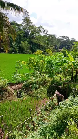 #fypシ゚viral🖤video 