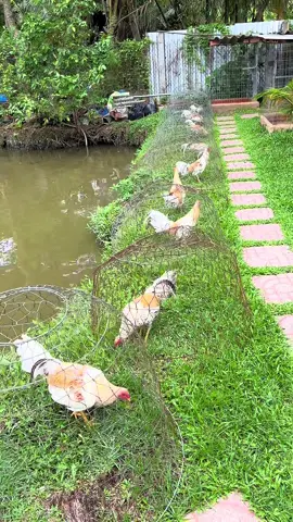 Các Lô Gà Của Tháng 6 Chuẩn Bị Về🥰🥰🥰#aexemvui🐓🌾🌾 #ga #xuhuong #xuhuong2025 #gà_chọi_việt_nam 