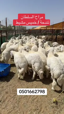 أضحية السلطان #خميس_مشيط تندحه