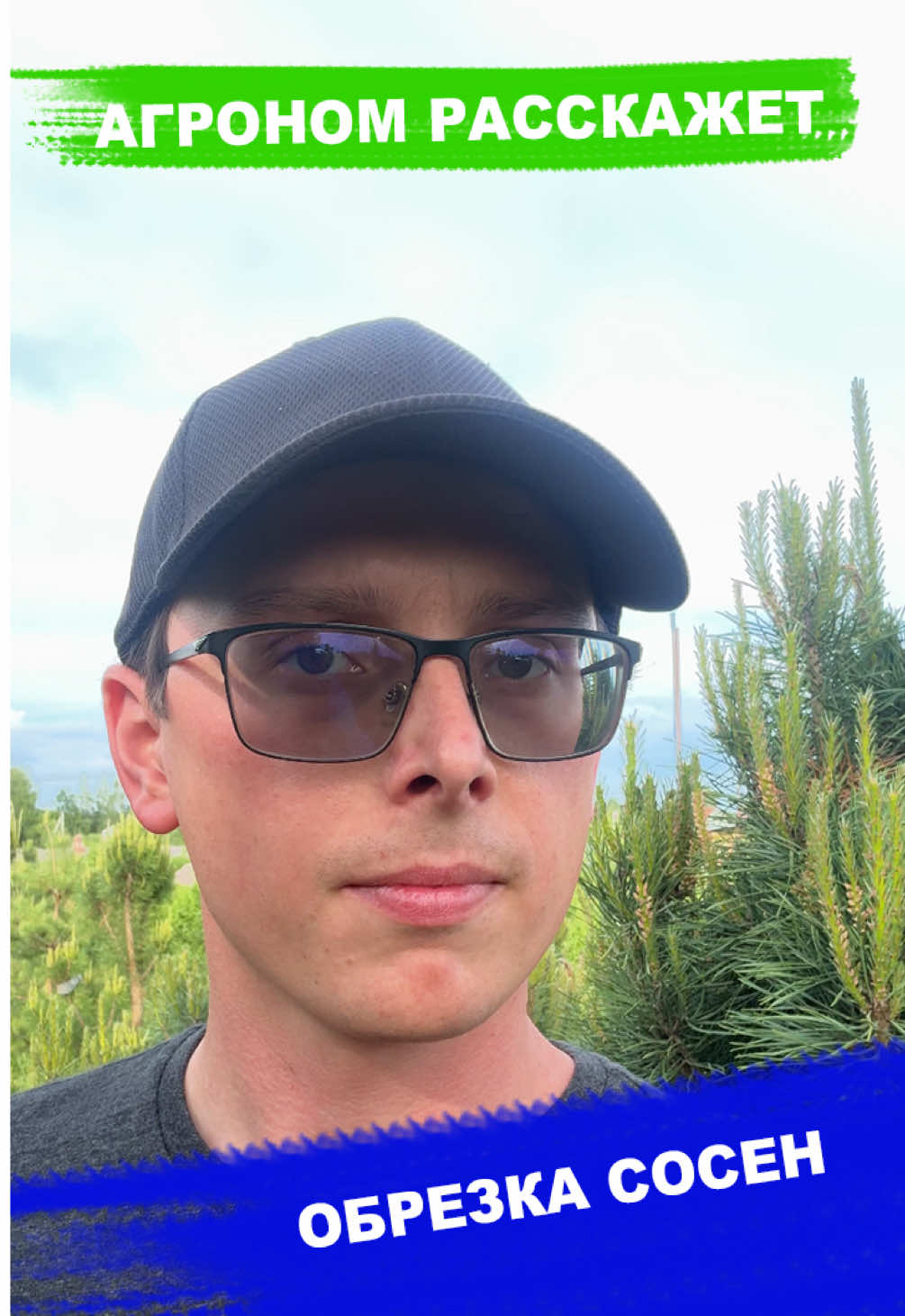 Обрезка Сосен. Хотите получить пушистые и невысокие растения? Агроном питомника Аллан Никитенко подскажет как! #сад #дача #огород #растения #сосна #обрезка #советы 