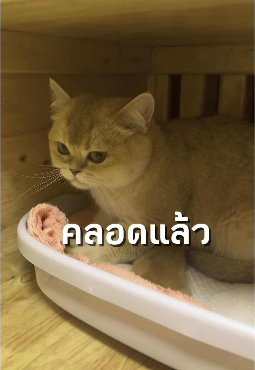 ชะล่าใจลืมพาแมวไปซาว #oceancattery #แก๊งแมวเหมียวบุกบางแสน #ฟาร์มแมวบางแสน #บริติชช็อตแฮร์ #เคล็ดลับสัตว์เลี้ยง #แมวท้อง #แมวคลอด #ลูกแมว #สวนสัตว์tiktok 