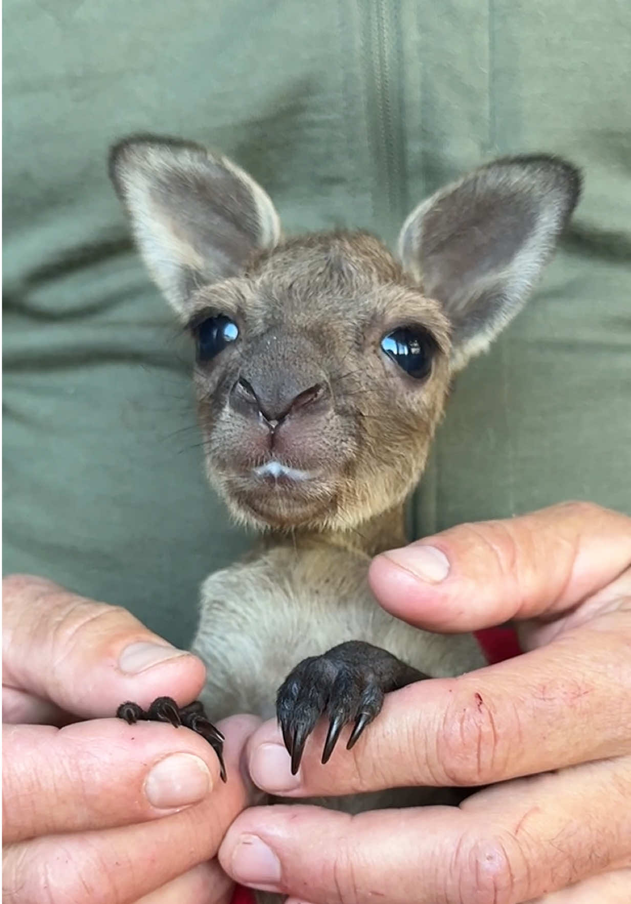 Meet “JJ” our newest arrival!  #wildactionzoo#kangaroo#kangaroojoey #babyanimals#australiananimals