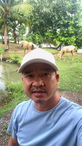 Về quê chăn ngựa? 
