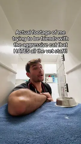 These cats ! The moment they enter a vet clinic they become unhinged ! Are they like this at home as well ?? Or is it jsut at the vet clinic!! #vet #cats #catowners 