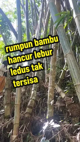cara ampuh menumpas rumpun bambu tanpa ribet di tebang  #herbisidapemusnahrumpunbambu #treekiller#sangatampuh