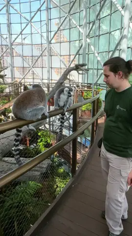 Lemurs: “Did those parrots just...?” Yes. Yes, they did. @vertex.cgi out here making the rainforest fly. 🎥 Only at @thegreenplanetdubai #TheGreenPlanetDubai #RainforestReimagined #LemurLogic #VertexMagic