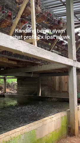 Bukan lele konsumsi ya kita jualnya ke galatama/borongan tidak dijual perorangan ataupun ke pedagang #peternakmuda #peternaksapiindonesia #fy #sistemlongyam #longyam #ayampetelur 