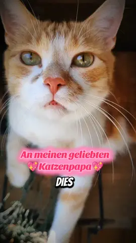 An alle Katzenpapas da draußen💖😻 Wünschen euch einen schönen Katzenpapa Tag💖🐾☺️#vatertag2025 #katzen #katzenvideos #katzenliebe #katzenvideo #katzenalltag #liebezumtier #cats #katze 