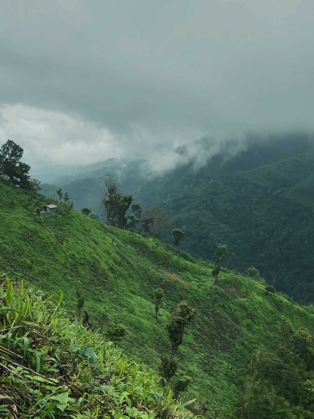 peace over anything 💚 . . . . . . . . . . . . #bangladesh🇧🇩 #lakelife #lake #life #style #vibes #bangladeshtiktok #hill #hillclimb #moutains #moutaindew #view #green #hillgreen #peace #anuv #anuvjainmusic #tree #clouds #cloud #sky #skyview #line #alagasmaan #song #cover #bangladesh #rangamati #bandarban #dhaka #tiktokviral #tiktokindia #manali #viralvideo #viral 