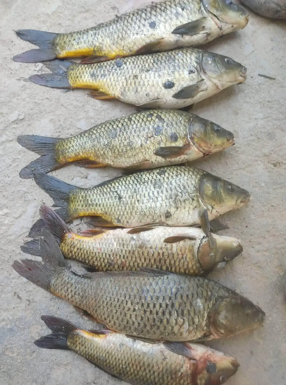 #نهر_الفرات #نهر_النيل #نهر_دجلة #