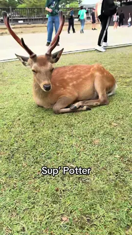 Mr Prongs himself #marauders #jamespotter #fyp #jegulus #nara #stag 