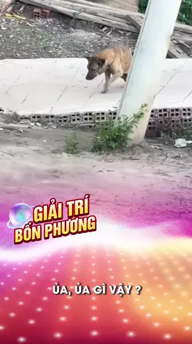 Sao hạng A phải gọi bằng điện thoại #giaitri4phuong #xuhuongtiktok #haihuoc #vuinhon #clips #giaitribonphuong