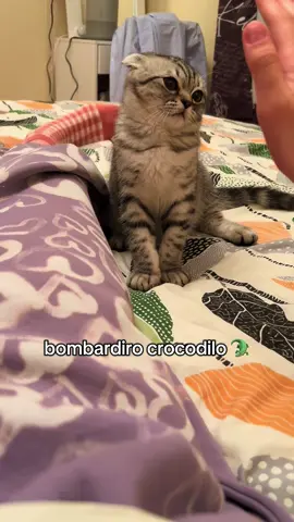 #cats #cutecats #catsofinstagram #catvideos #cat #funnycatvideos #catlife #catlovers #pet #catstagram #meow #meowstagram #catoftheday #kitty #pets #petstagram #AmazonPets #petsofinstagram  