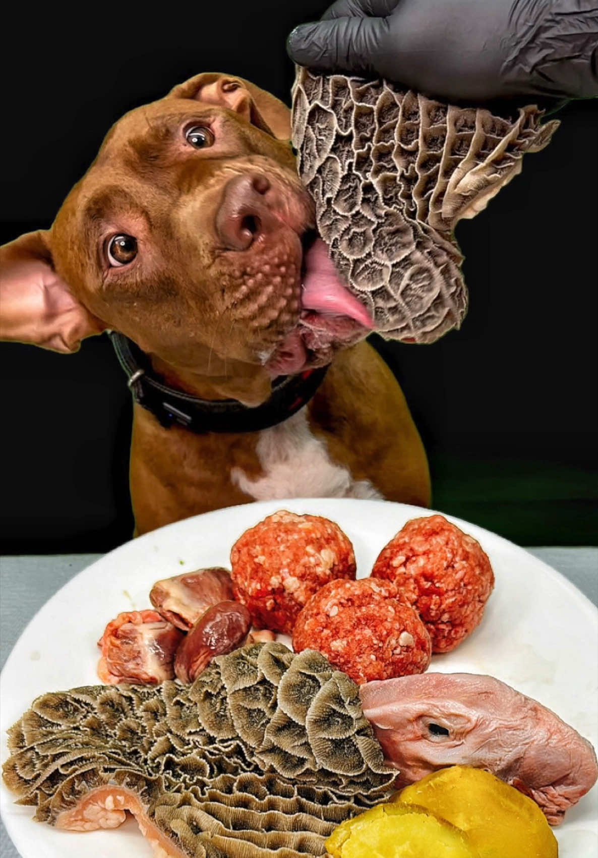 気持ちいい咀嚼音 🍖お肉はこちらで購入してます👇 　　　　　　https://www.wan-mart.com/ #ASMR #dogasmr #mukbang #ピットブル #pitbull  @BounceThePitbullﾊﾞｳﾝｽﾁｬﾝﾈﾙ🇯🇵 
