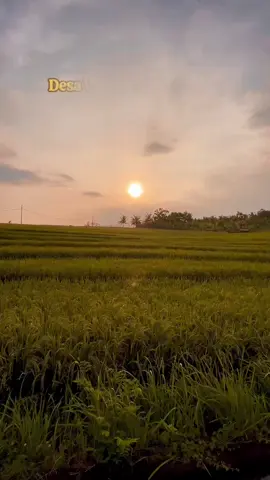 Mulai dari membajak hingga panen, semua dilakukan dengan tangan dan hati 🌾❤️ Yuk, datang dan rasakan sendiri kehidupan desa yang damai dan penuh makna di Desa Wisata Antap, Tabanan. #DesaWisataAntap #TabananBali #PetaniIndonesia #WisataBali #SawahBali #KehidupanDesa #MenanamPadi #PanenRaya #ExploreBali #FYP