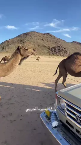 #الابل_عطايا_الله_عشاق_البداوة_🐪😍                   #نوادر_الجزيرة #الابل_عطايا_الله_عشاق_البداوة_ #اكسبلور #الشعب_الصيني_ماله_حل😂😂 #السواحل #الابل_عظام_المال_ياجاهلبها #تيك_توك 