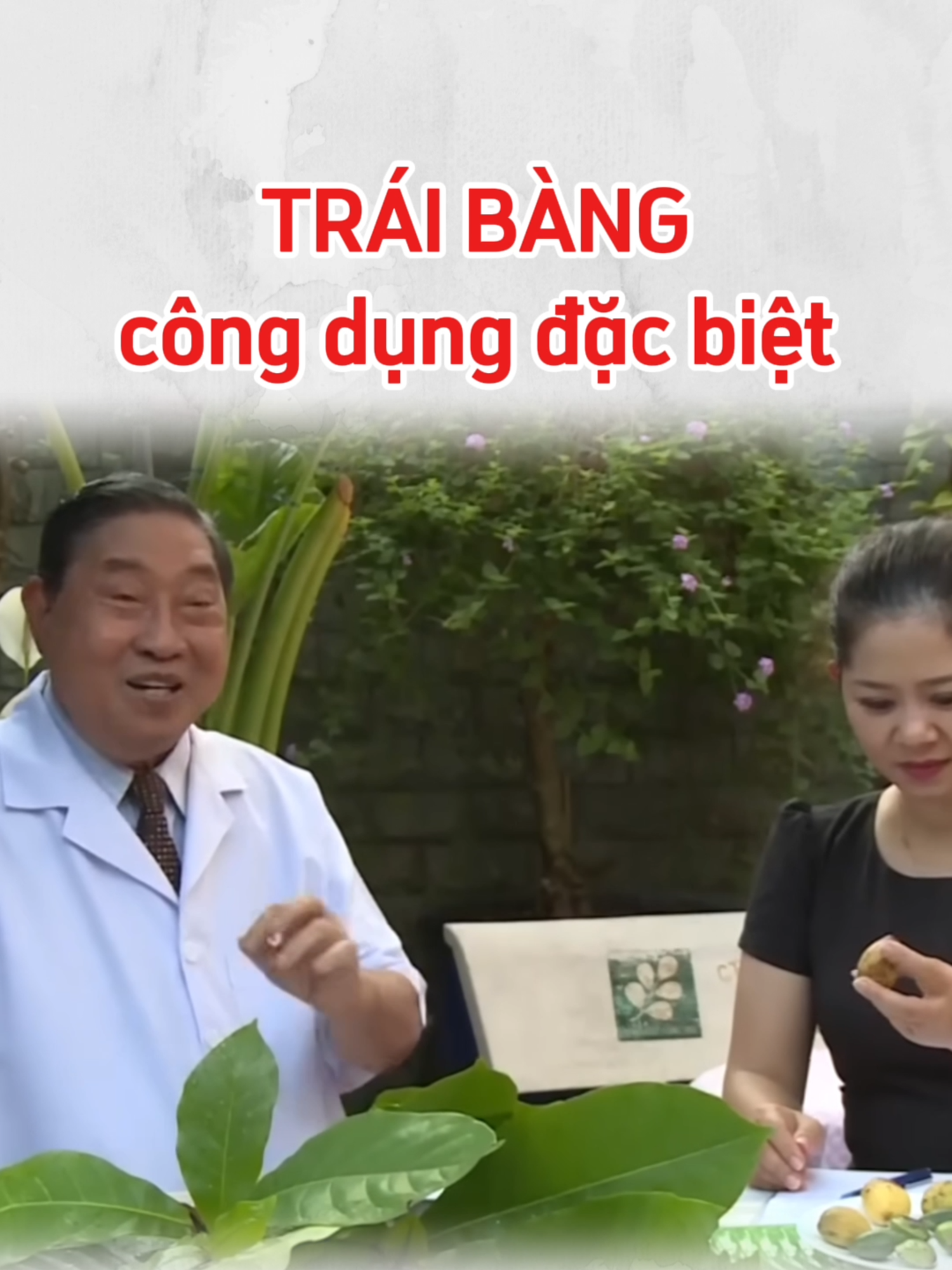 Công dụng đặc biệt của trái bàng #mengancao #momaucao #labang #dongy #thuocnam #nguyencongduc #baithuocdangian #baithuochay #xuhuong #LearnOnTikTok #viral