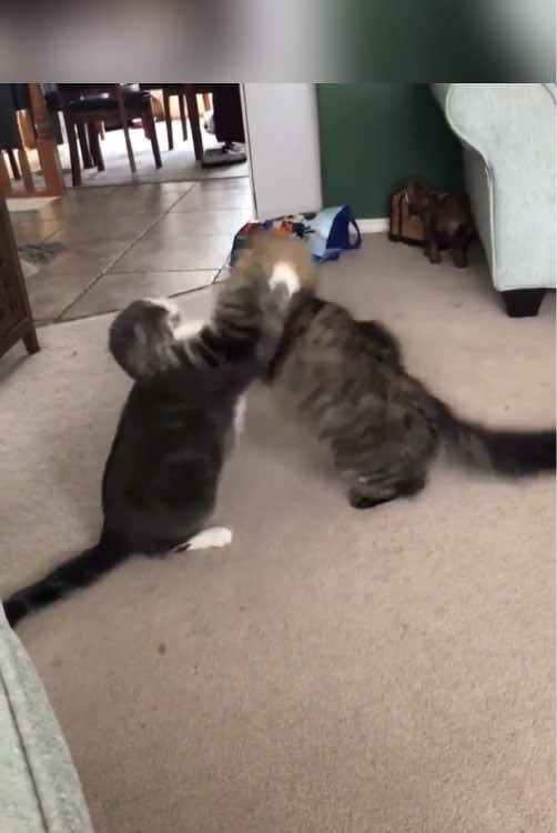 Cat and dog WWE&UFC 🥊 🥊 #funnycat #pet #fyp #funnyvideos #catsoftiktok #cute #cat #funny #foyou #WWE #UFC #tiktok #dog 