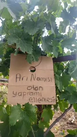 Lütfen, yaprağıma ellemeyin! #yaprak #ar #namus #yeter #yeterartık #yeterartıkkeşfetedüş #yeterartikkesfetedusur #yeterartik 