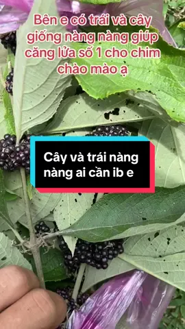 Trái nàng nàng cho chim ăn giúp căng lửa số 1 cho chim chào mào mới thay lông #caynangnang #caynangnanggiong 