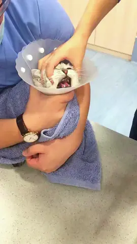 Cats hate vets.#funnycats #funnyanimals #petvideos #cat #catsoftiktok #fyp #usa #longervideos