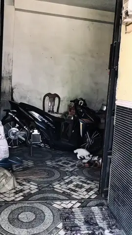 Vibes old 🥶 #fyp #masukberanda #vario #variothailandstyle #savering17 #foryouu #variomodifikasi #vario125 #thailand 