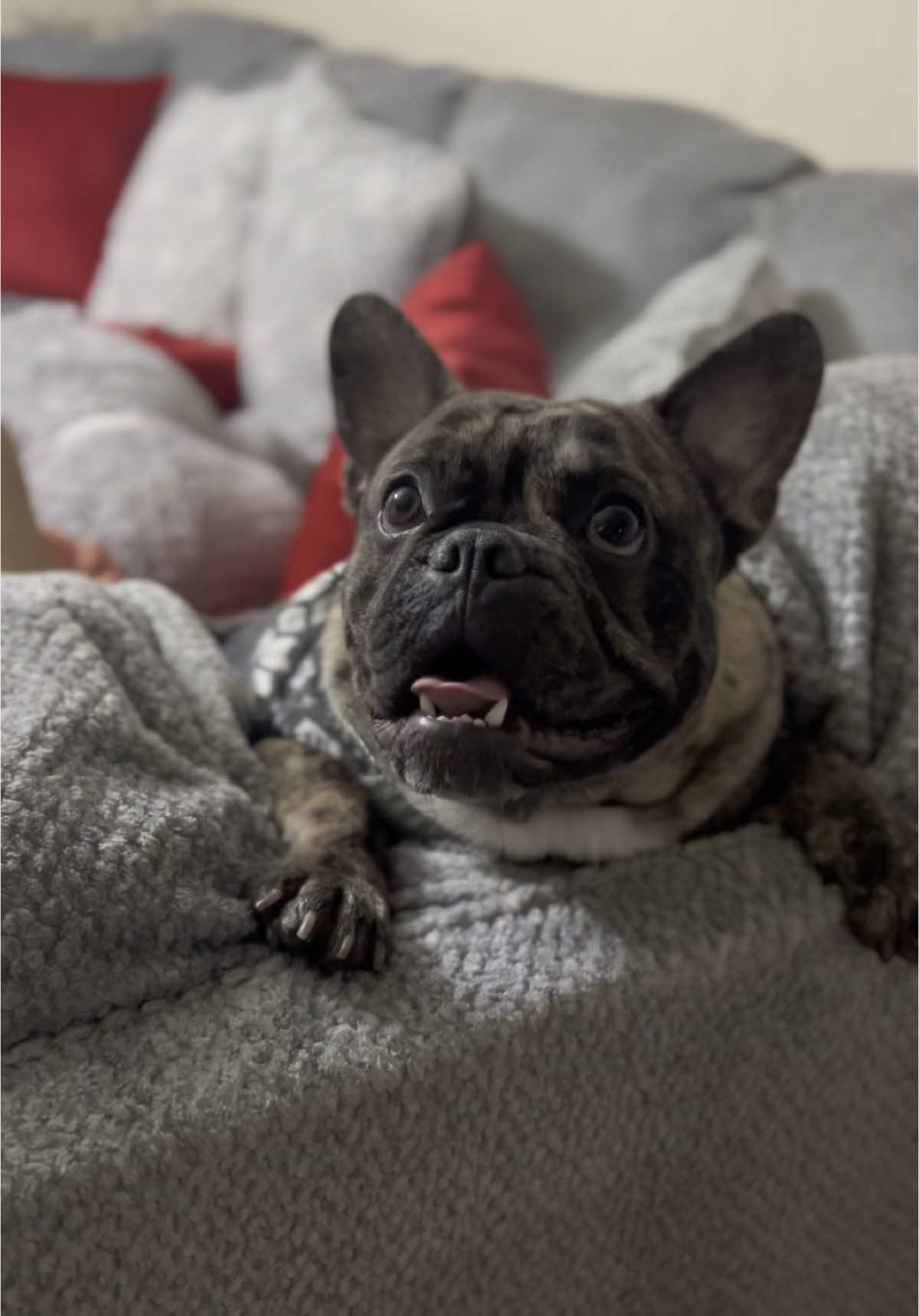 #stitch #liloandstitch #liloystitch #liloystich #parati #fyp #viral #mascotas #bulldog #bulldogfrances @Andres Ordonez papi 