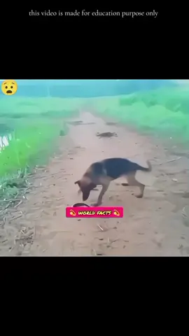 Allah's Superpower Creature ⚡| Electric Eel 😯🤯🤯😱😱😱 #foruyou #factsdaily #knowledge #foryou #worldfacts15 #trending #facts #viral #worldfacts #foryoupage #viral_video #entertainment #fypシ #unfreezemyacount 