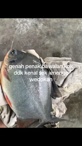 korban tuan krab #galatamabawal #pemancingansortalok #pemudatakutamis 