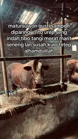 #promomakangajian #fyppppppppppppppppppppppp #fyopopppppppppppppppppppppppppp #fffffffffffyyyyyyyyyyypppppppppppp،😂 #fffffffffffyyyyyyyyyyypppppppppppp #sapiqurban #fypppppppppppppppppppppppppppppp #sapingamuk🐮🤣😭 #fyp #orangtua 