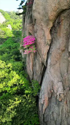Vẻ đẹp núi rừng, hoa đỗ quyên #bonsai  #caycanh 