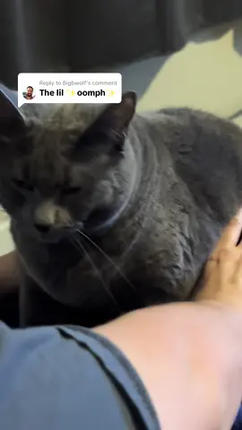 Replying to @Bigbwolf Gracie stretching so biggggg.  #fyp #trending #tiktokpetslover #tiktokpets #catsoftiktok #catsmoves #catsoftiktiokviral #gracie 