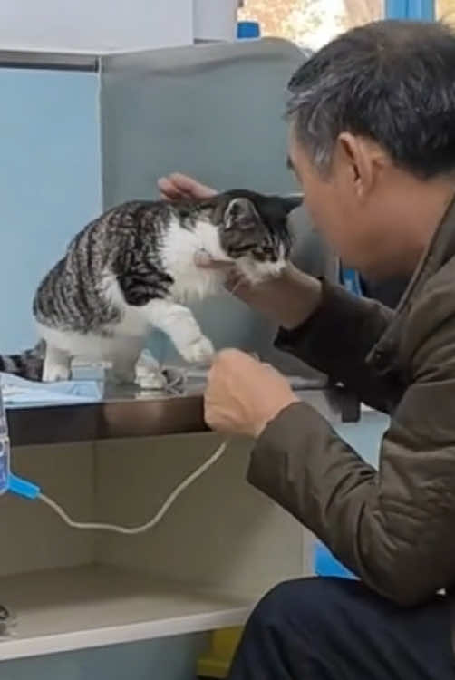 Eternal love#foryou #tiktok #funny #fpy #cat #fypシ #catsoftiktok 