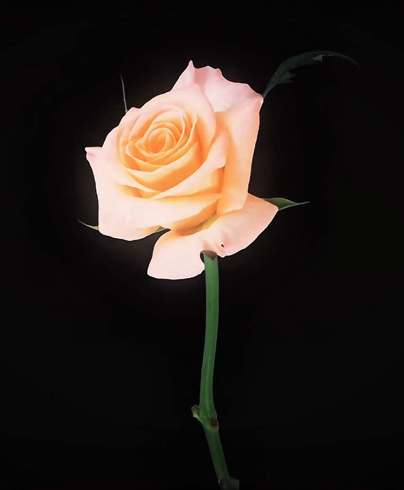 |13:30I was bored.. #flowertrend #flowers #edit #fyp #bloom #blooming #rottenflowers #xyzabc #capcut_edit #f #l #o #w #e #r #beauty #rose #cristalcastles #untrustus #dark 