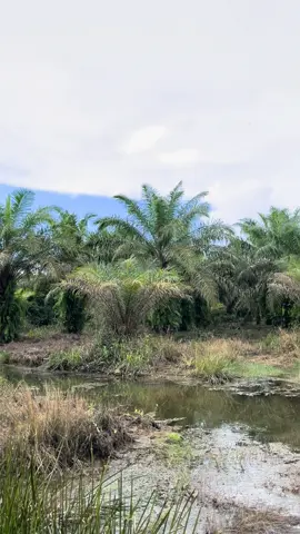 🎣#mancing #fyp #castingfishing🎣 