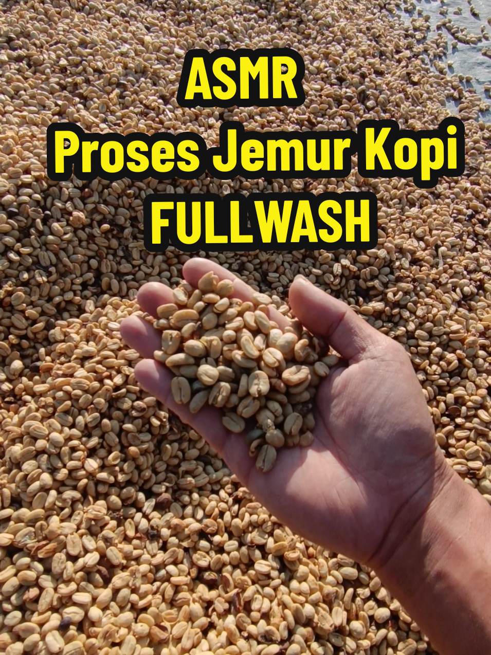 🔊SOUND ON!!! ASMR Proses Jemur kopi dengan metode FULLWASH. kek ada crispy-crispynya 😁 . #namicoffeegayo #CapCut #coffeeaddict #kopigayo #kopigayo #coffeetiktok #greenbeans #fullwash 