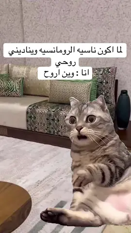 #Meme #MemeCut #اكسبلور #تك_توك #ترند #اكسبلوررررر #عبارات 