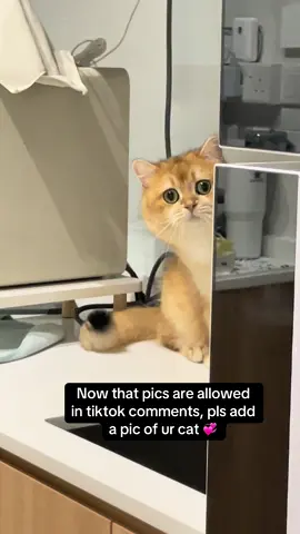 #britishshorthair #catsoftiktok #cutecat #cutecats #kittycat #cats #pets #funnycat #catlover #cat #pet 