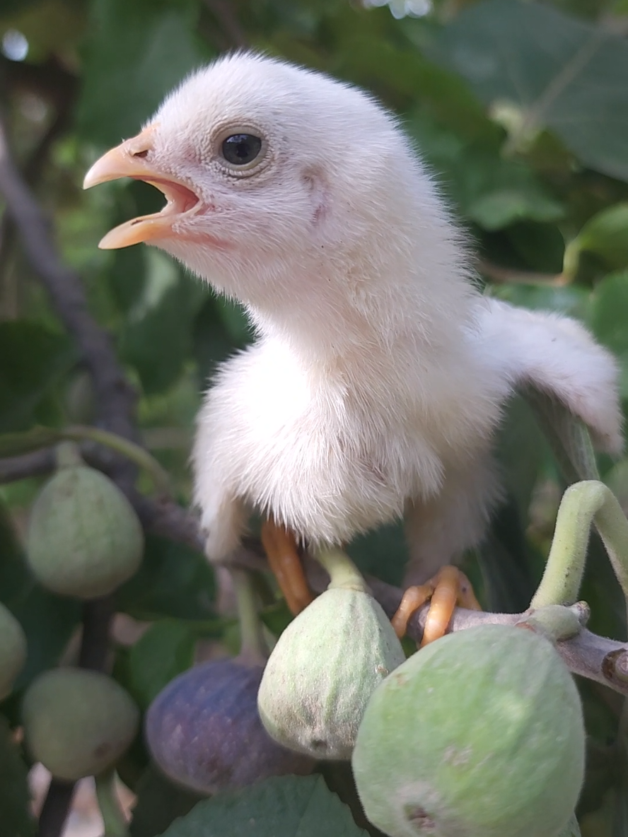 Cutest chick sweetest sounds 🐥🔊 #birds #baby #chick #babychick #Hen #babyhen #henbaby #babychickens #colorfulchicks #pets #PetsOfTikTok #babyanimals #animals #tiktokteam #fyp 