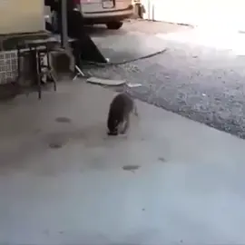 raccoon 🦝 stealing  a food from cat#raccon#funny#memes#fyp 
