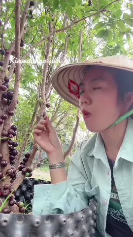 Nho tứ quý cây to bự có sẵn tại vườn #xuhuớng #kieuoanhgarden #xuhuongtiktok2025 #thinhhanhtiktok #nhothango #nhotuquy 