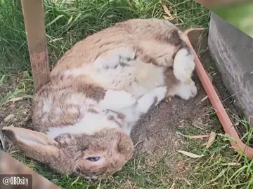 Gardening Pro Tip: If you're not fast emough to plant the Potatoes, the Potatoes will just plant themselves 😌 #DailyYoshon #bunny #rabbit #cute #pet #kaninchen #usagi #bunnylove #kaninchenliebe #lapin #conejo #bunnylover #petoftheday #CapCut 