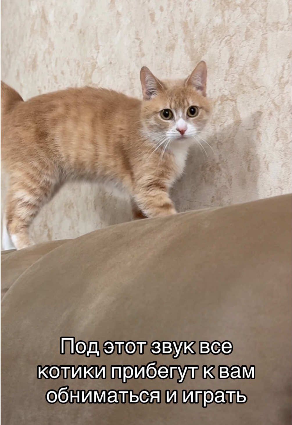 #блокбласт #blockblast #hungrystudio #blockblastlove #милыекотики #звукидлякотиков 